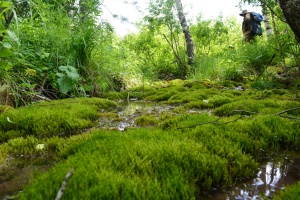 Торфяные болота Тигирекского заповедника – уникальные и полезные ландшафты